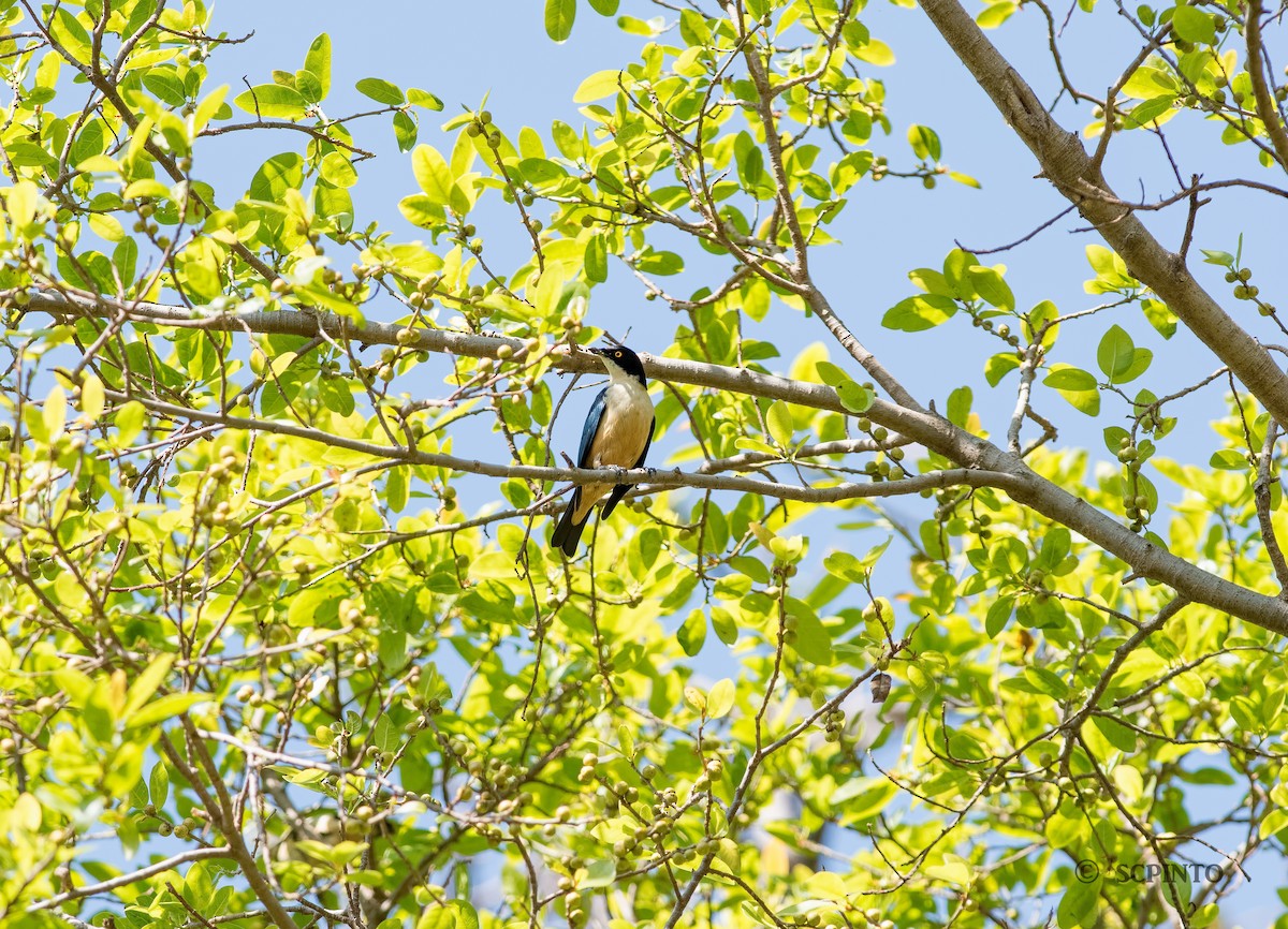 Sharpe's Starling - Shailesh Pinto