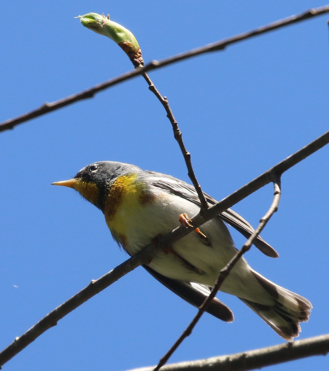 Northern Parula - ML446289881