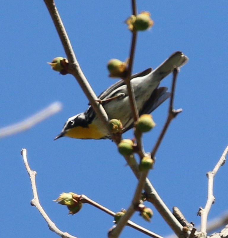 Yellow-throated Warbler - ML446290361