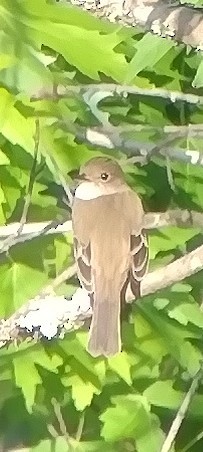 Willow Flycatcher - Jamin Beachy