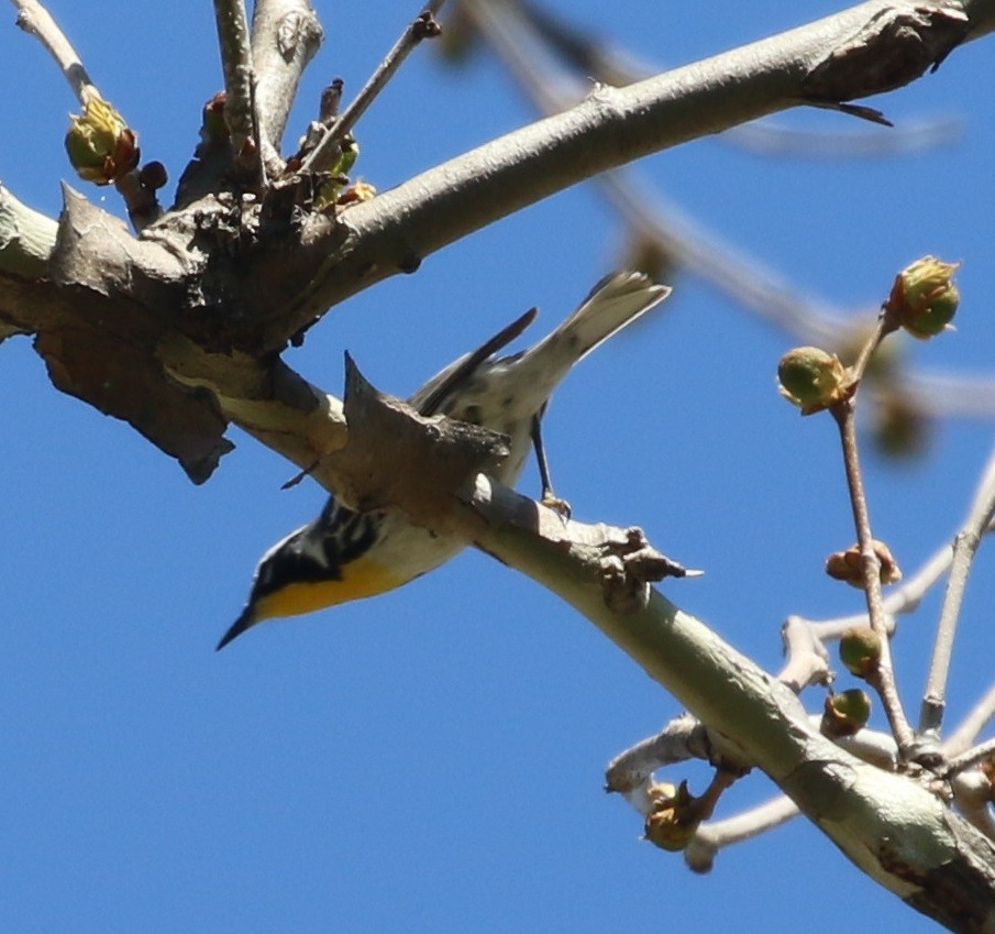 Yellow-throated Warbler - ML446290541