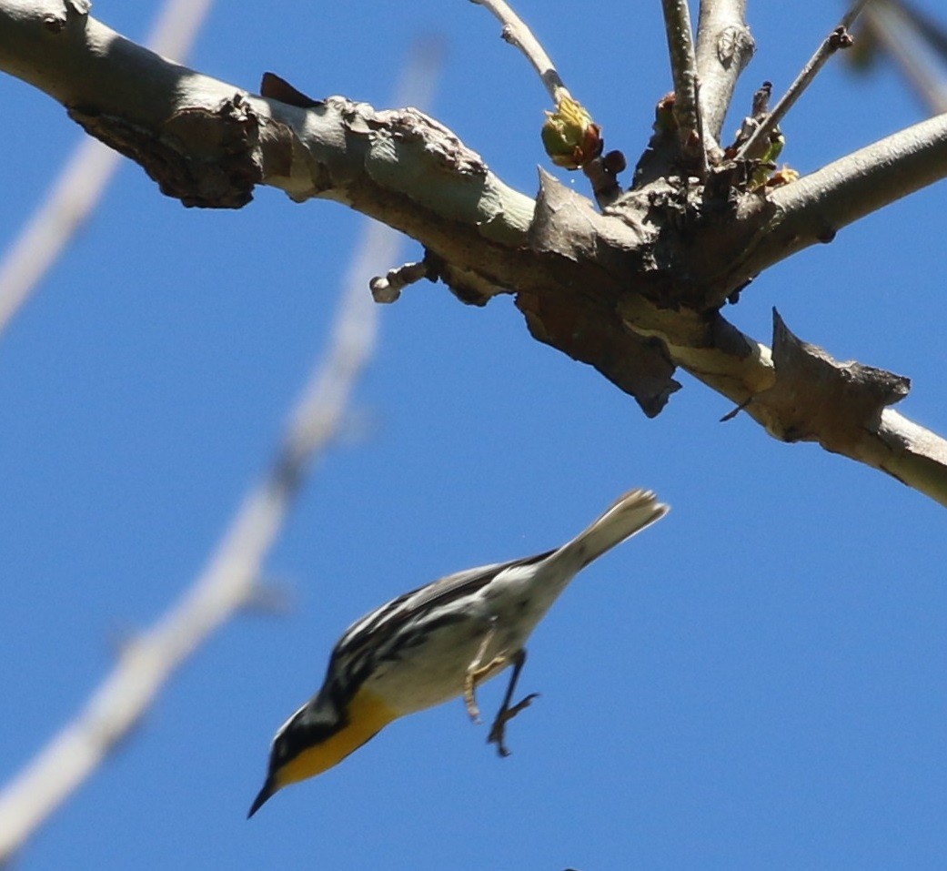 Yellow-throated Warbler - ML446290921