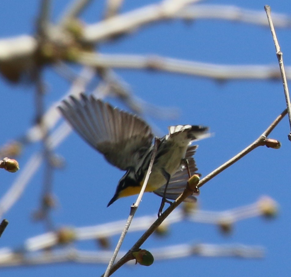 Yellow-throated Warbler - ML446291131