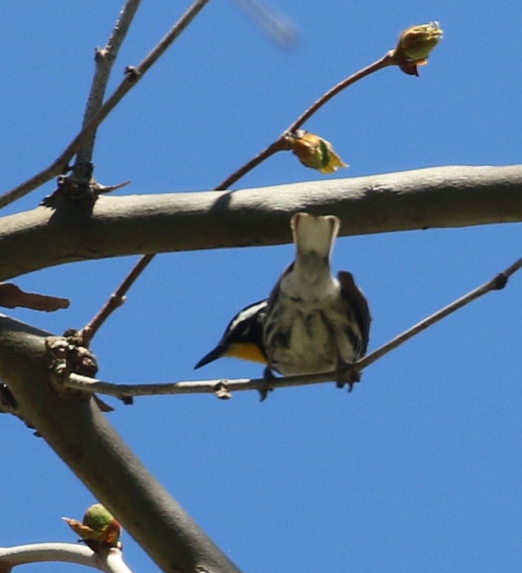 Yellow-throated Warbler - ML446291311
