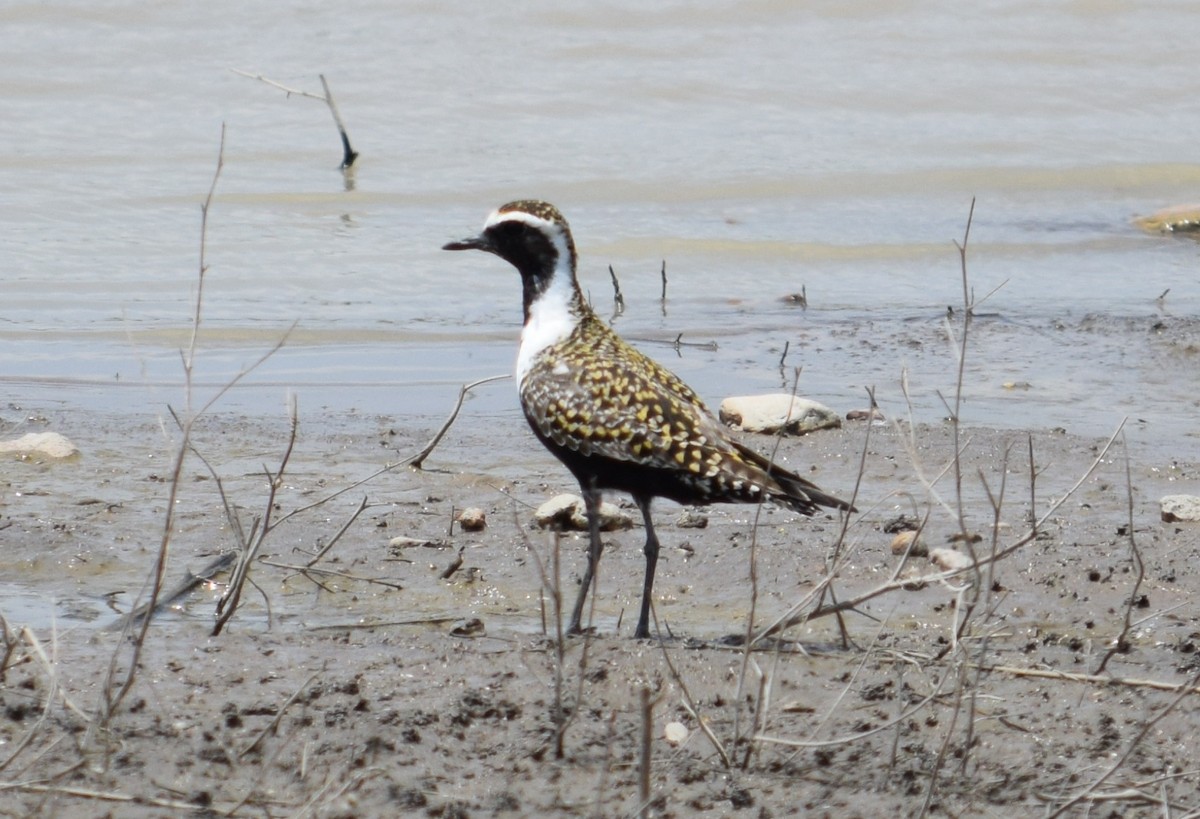 American Golden-Plover - Rob Harbin