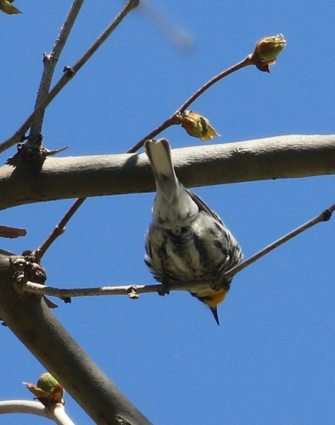 Yellow-throated Warbler - ML446291461