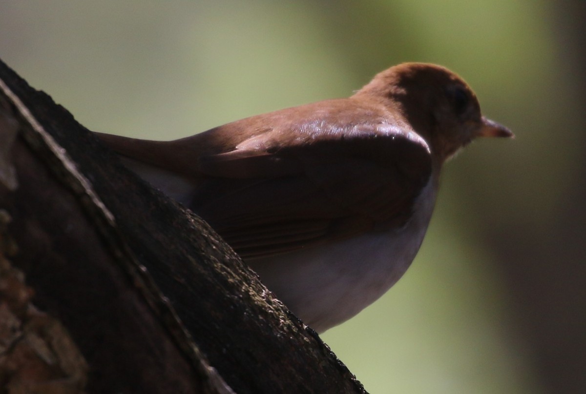 Veery - ML446291761