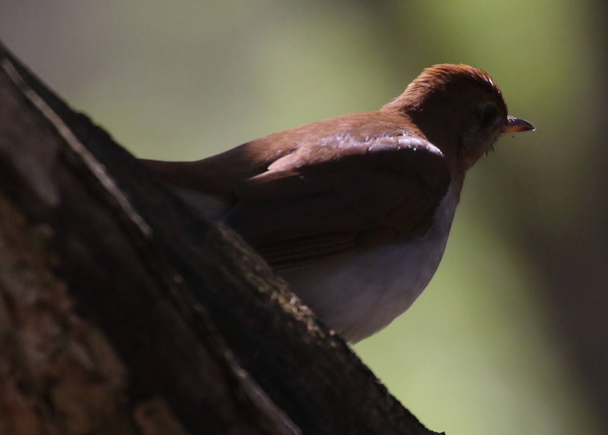 Veery - ML446292041