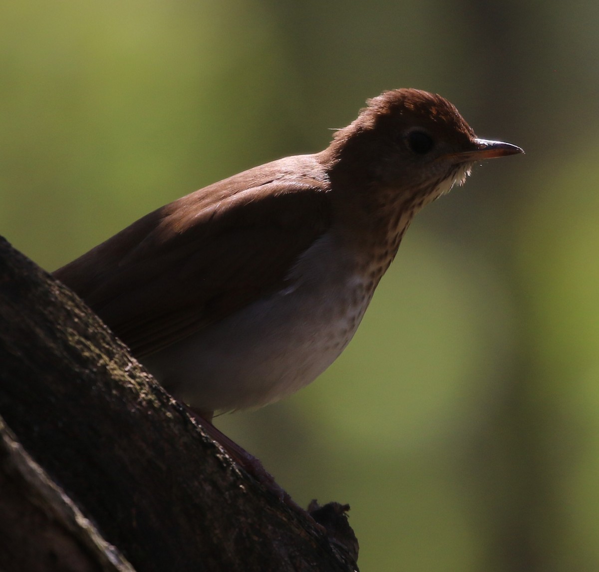 Veery - ML446292261
