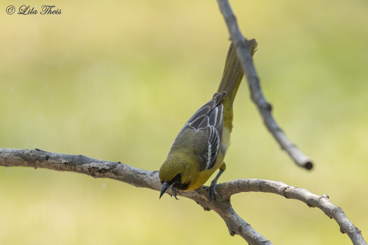 Orchard Oriole - Lila Theis