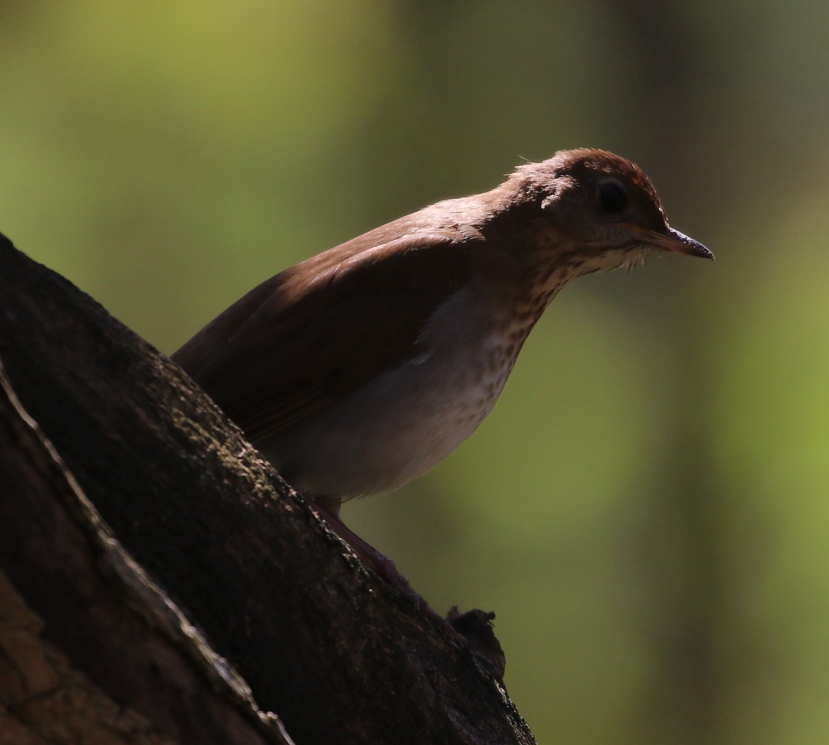Veery - ML446292791