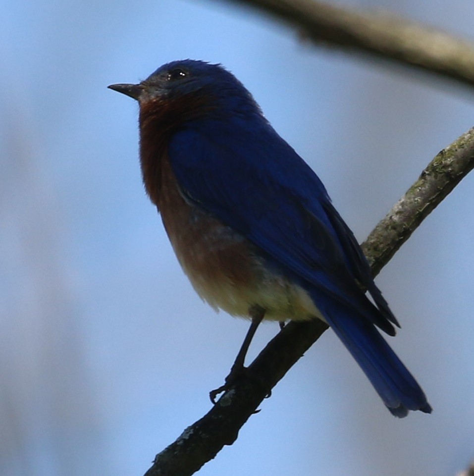 Eastern Bluebird - ML446292991