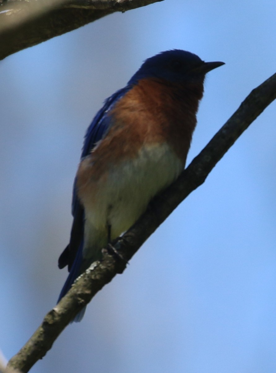 Eastern Bluebird - ML446293291