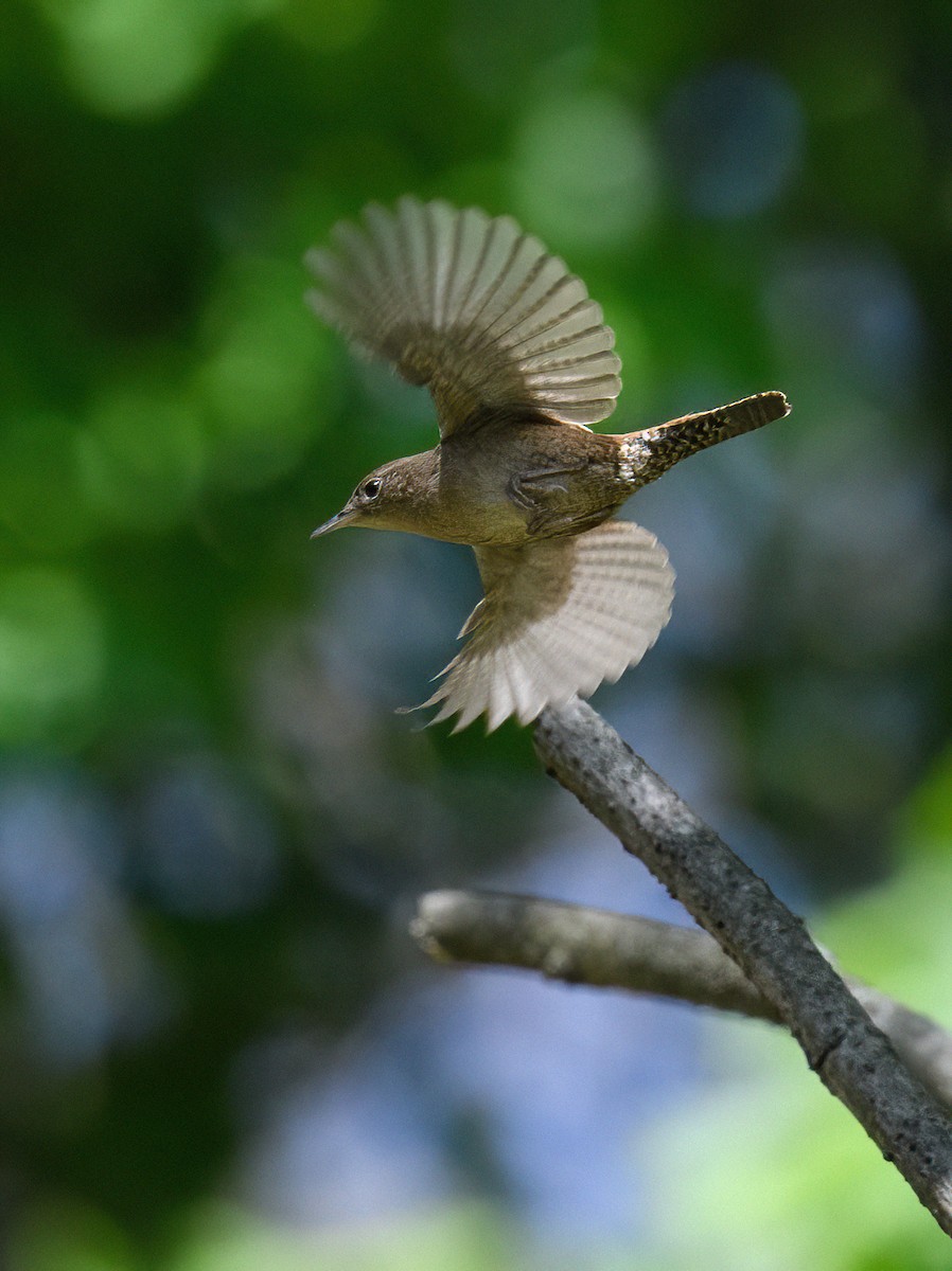 Northern House Wren - ML446293341