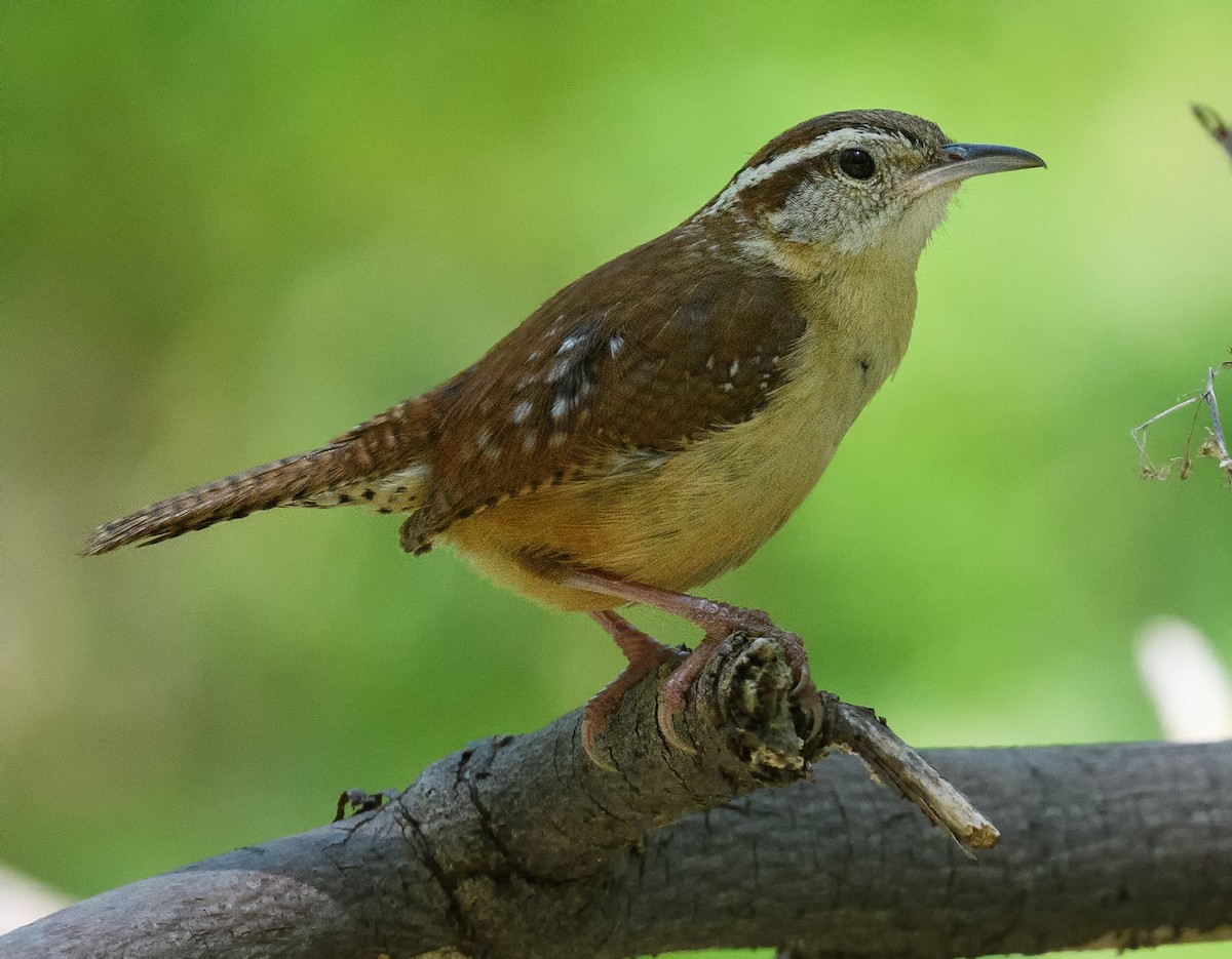 Carolina Wren - ML446293431