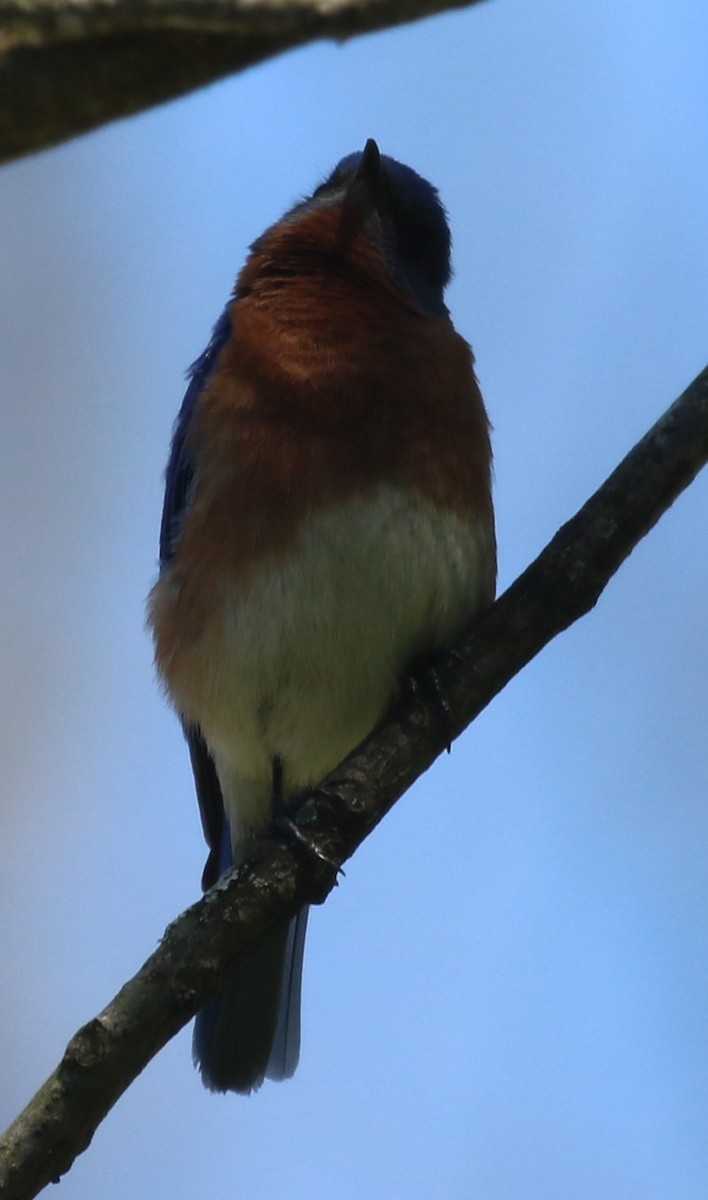 Eastern Bluebird - ML446293511
