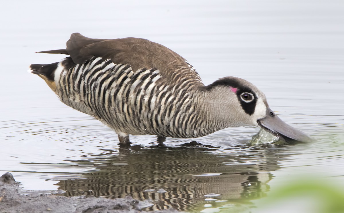 Pink-eared Duck - ML446294381