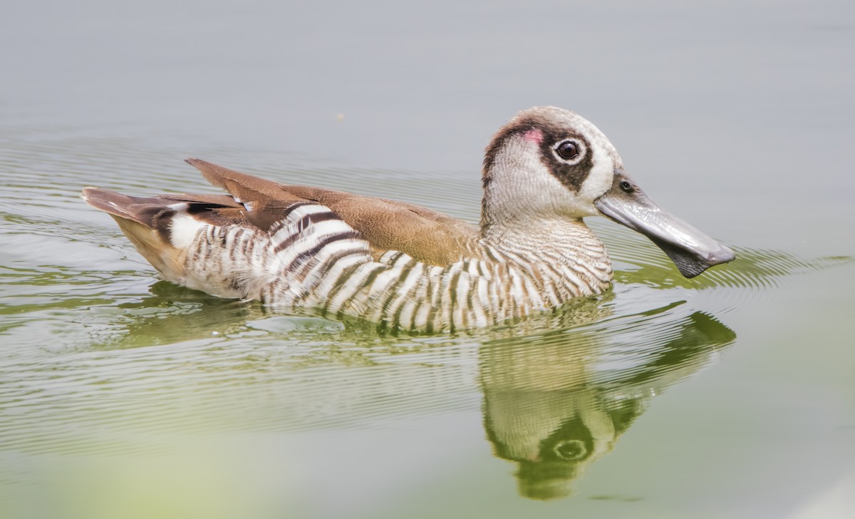 Pink-eared Duck - ML446294391