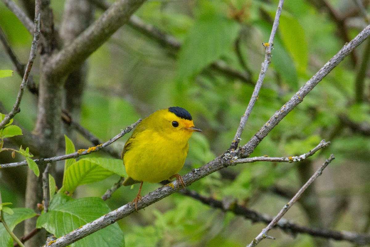 Wilson's Warbler - ML446295711