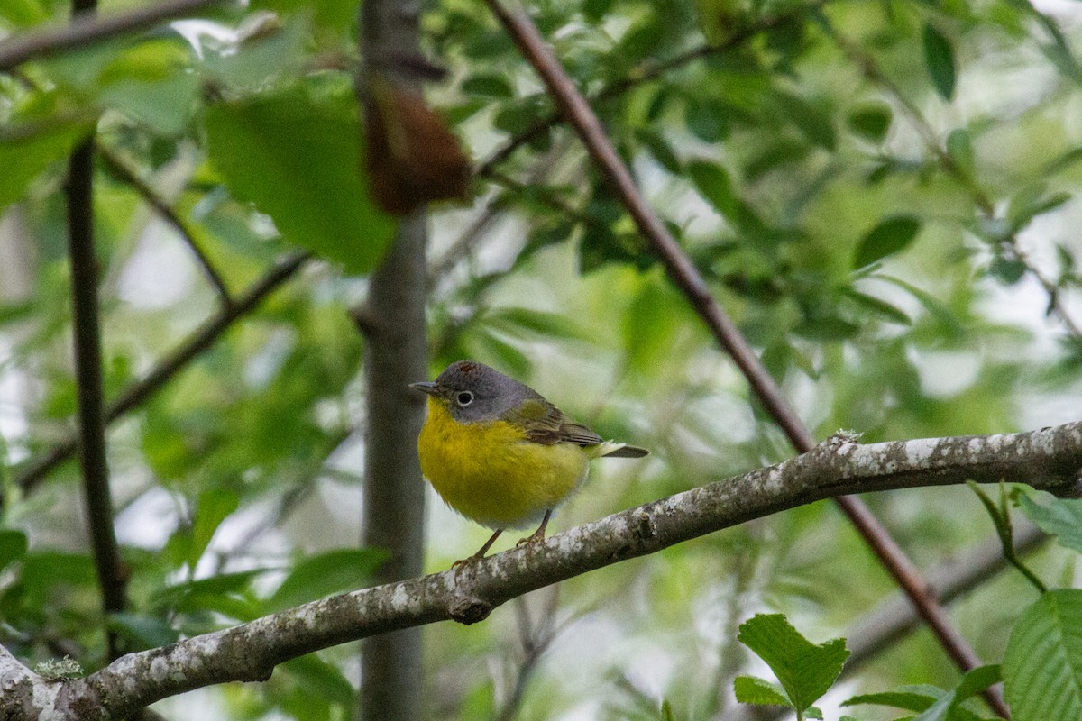 Nashville Warbler - ML446296091