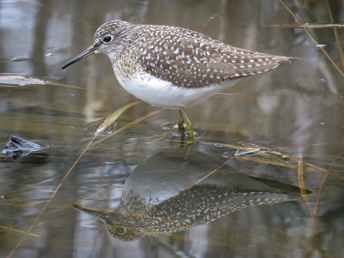 Solitary Sandpiper - ML446297571