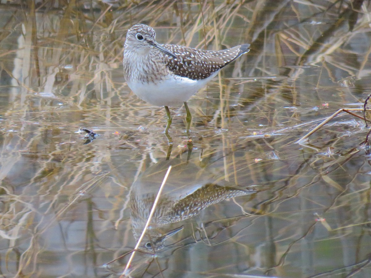 Solitary Sandpiper - ML446297581
