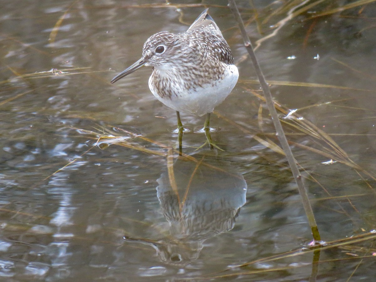 Solitary Sandpiper - ML446297591