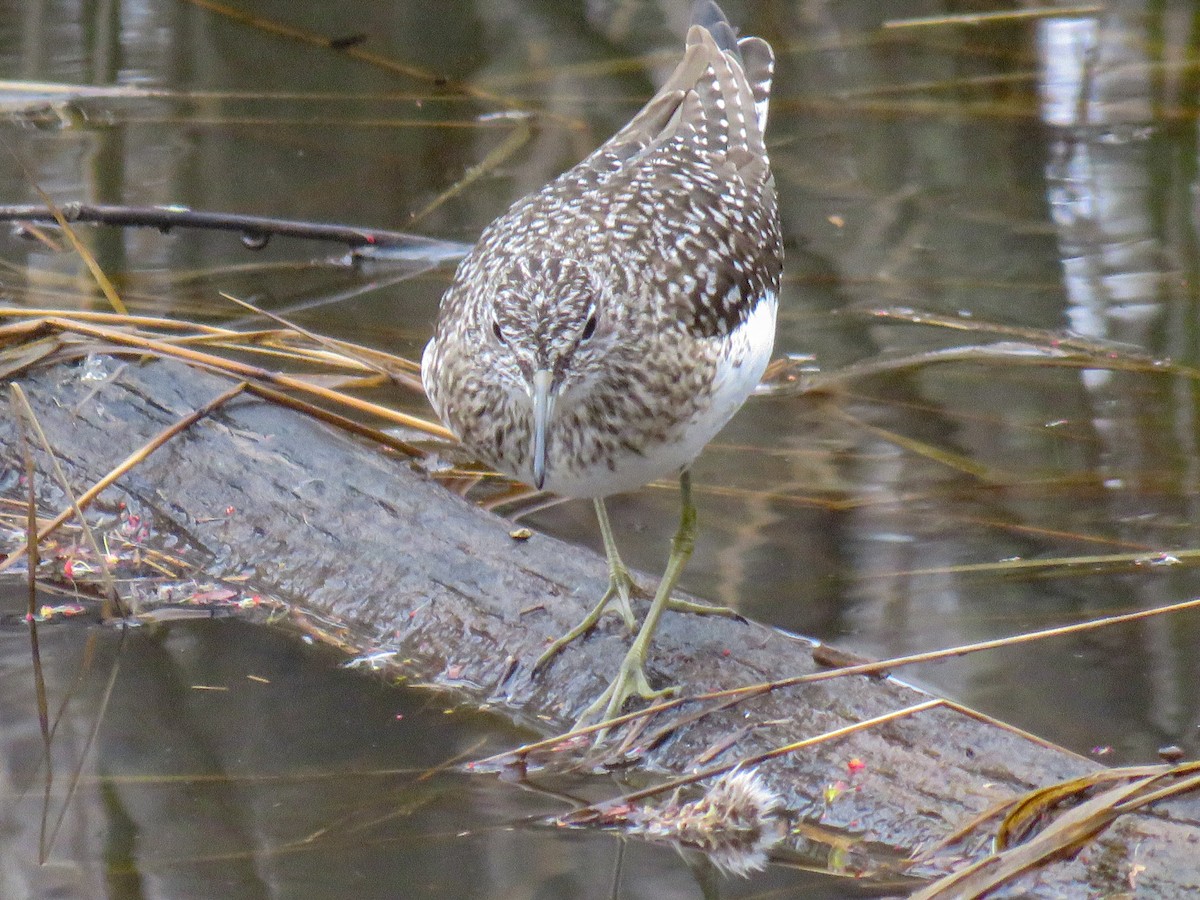 Solitary Sandpiper - ML446297601