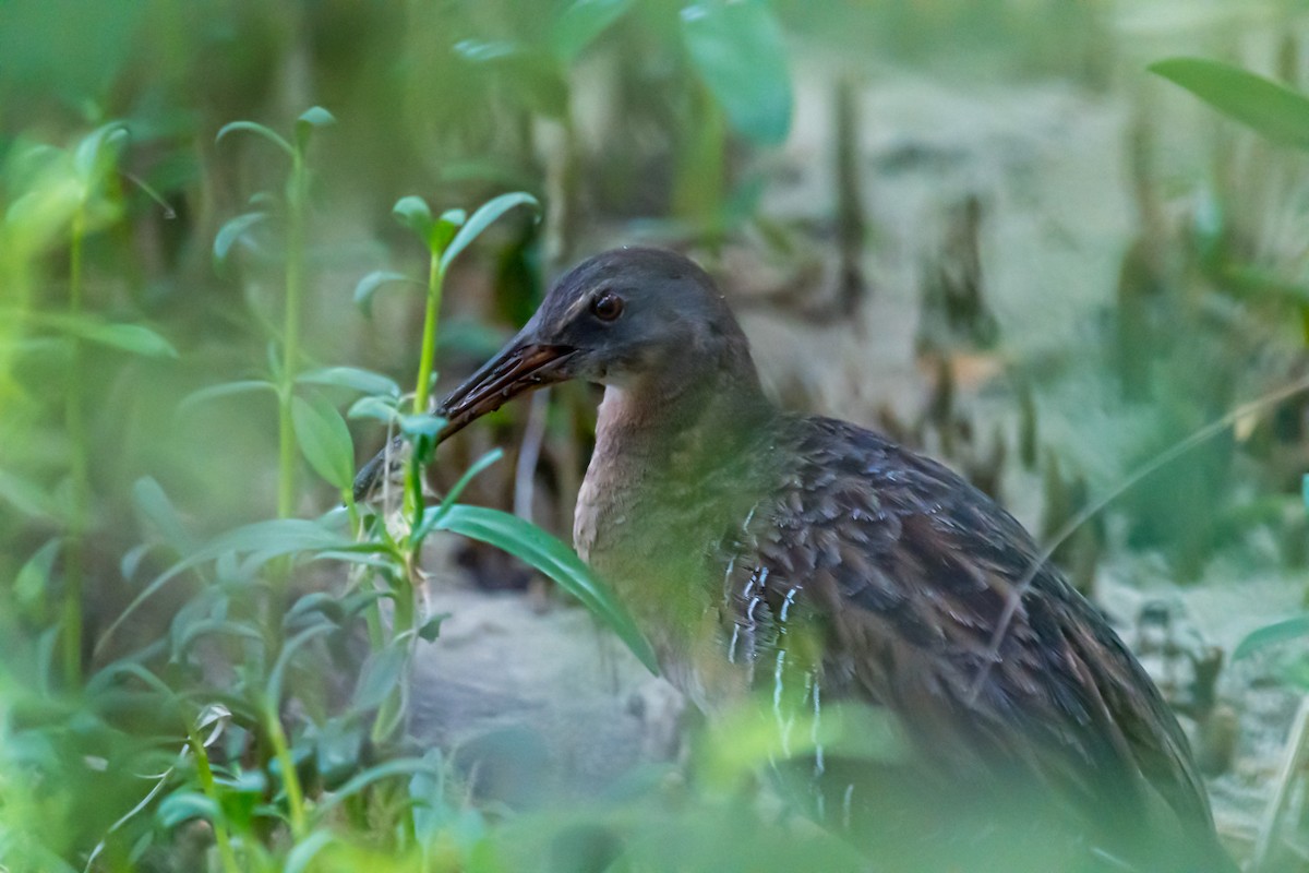 Clapper Rail - ML446297771