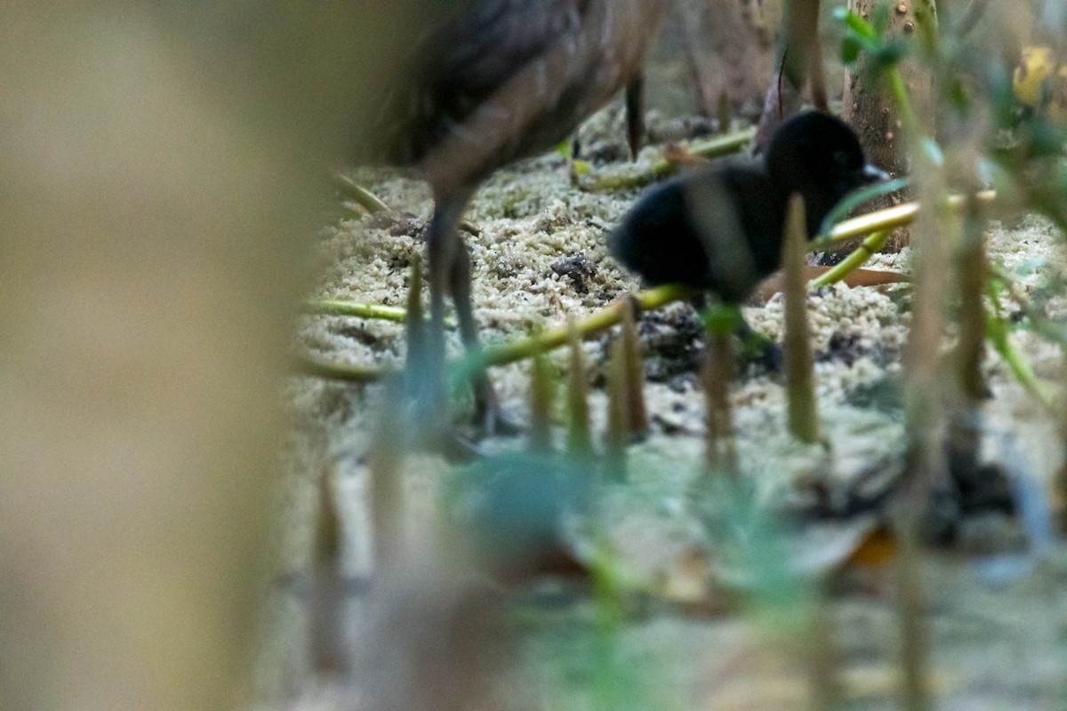 Clapper Rail - ML446297781