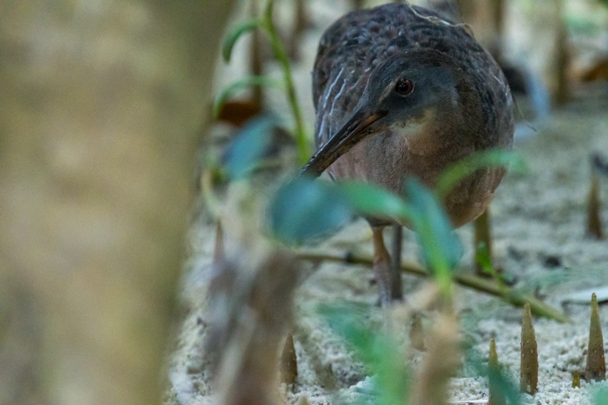 Clapper Rail - ML446297791