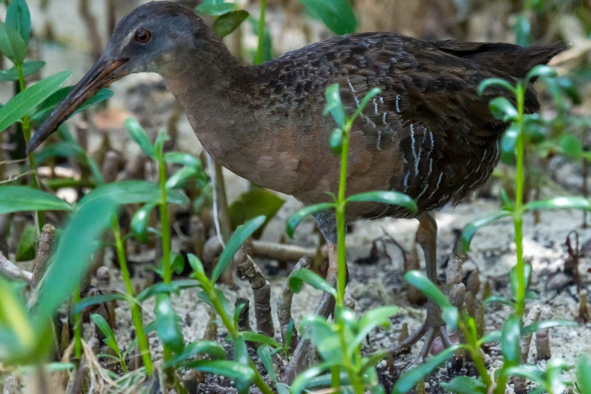 Clapper Rail - ML446297801