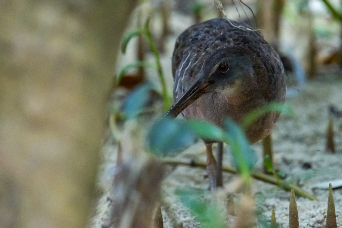 Clapper Rail - ML446297811