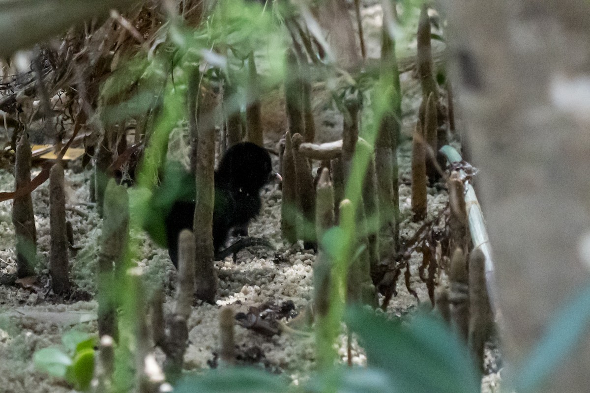 Clapper Rail - ML446297831