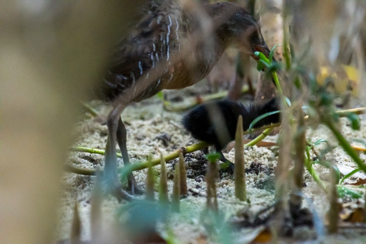 Clapper Rail - ML446297841