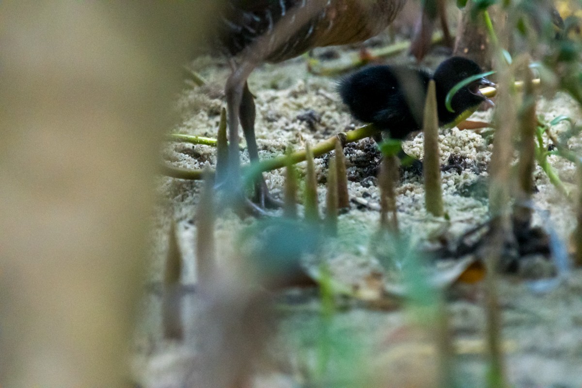 Clapper Rail - ML446297851