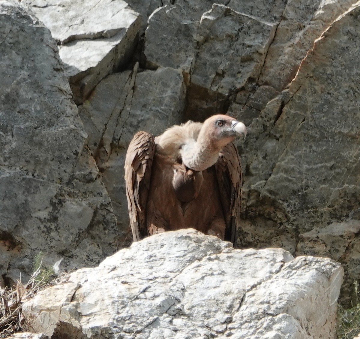 Eurasian Griffon - ML446298051