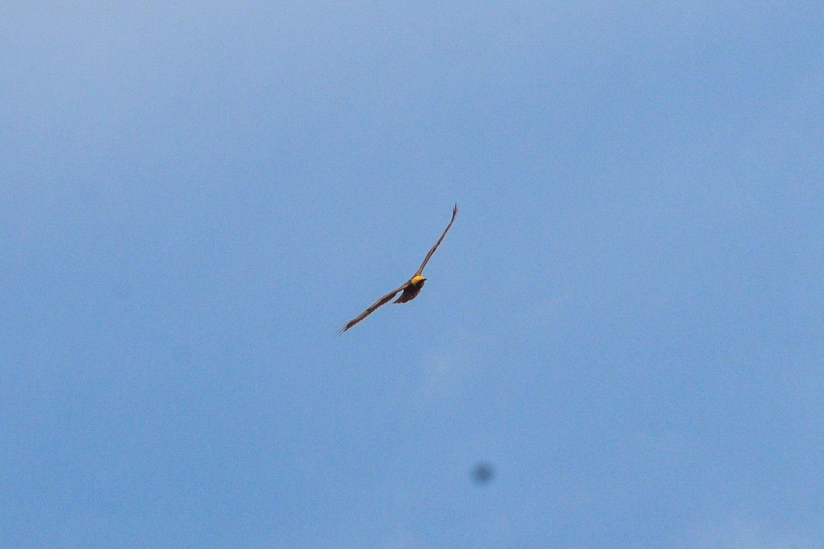 Western Marsh Harrier - Riccardo Errico