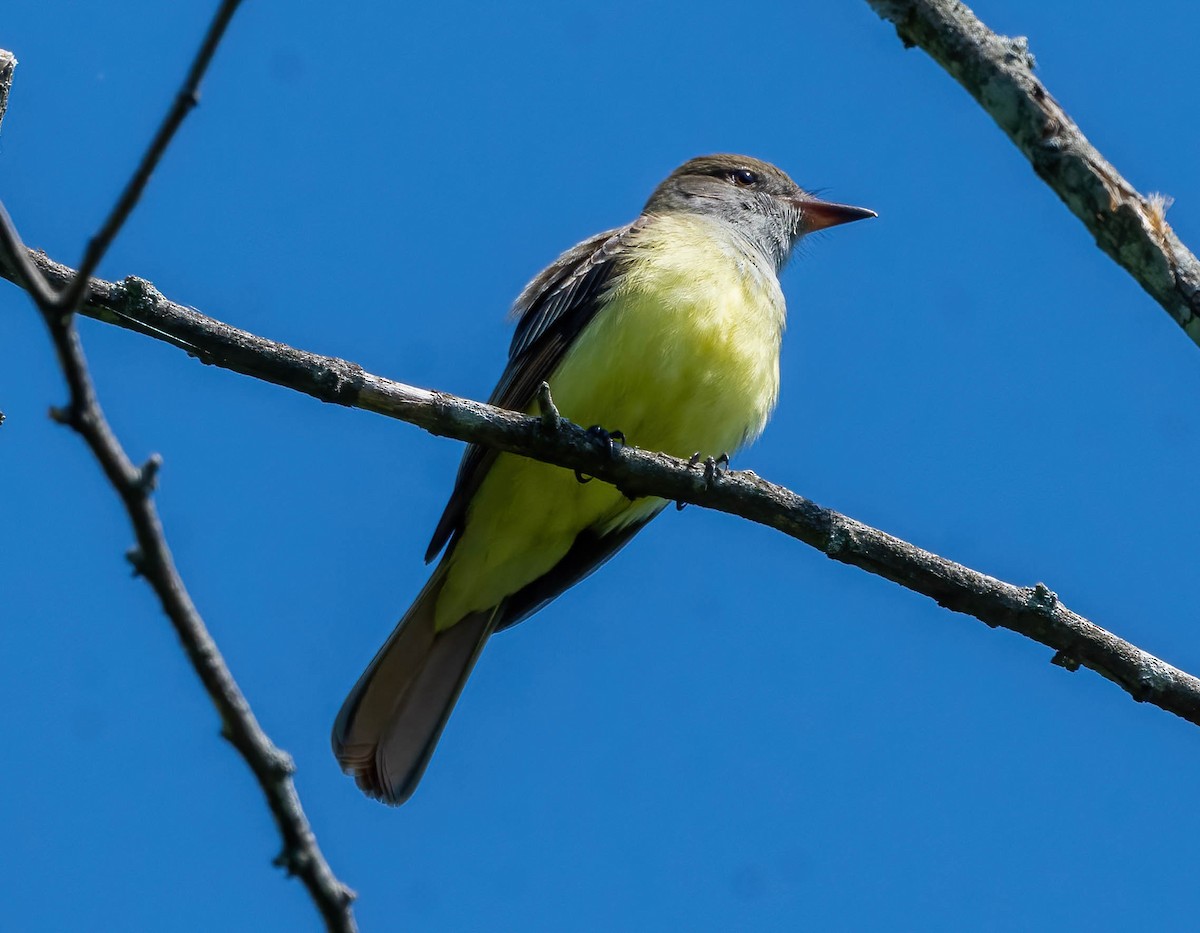 Great Crested Flycatcher - ML446300731
