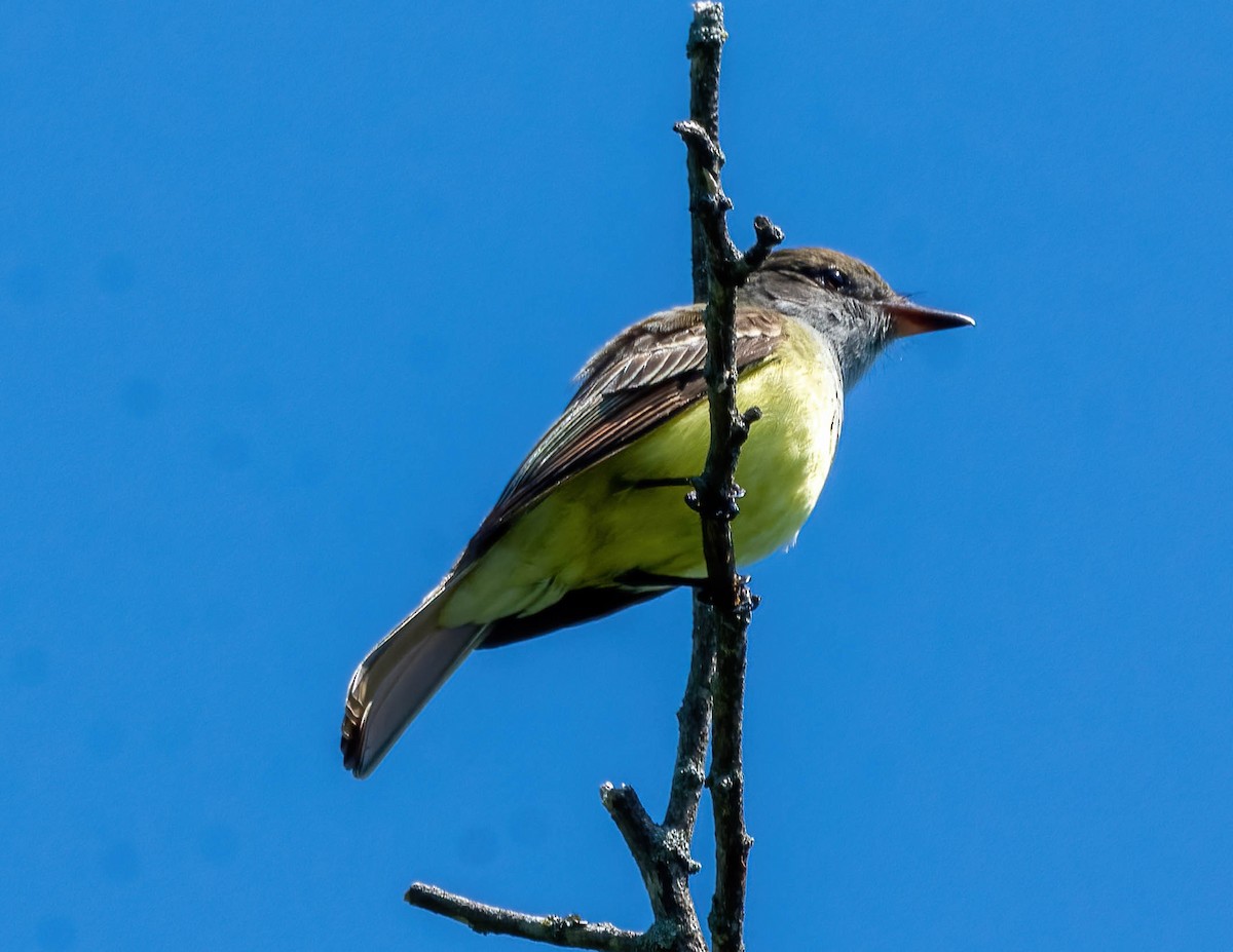 Great Crested Flycatcher - ML446300911
