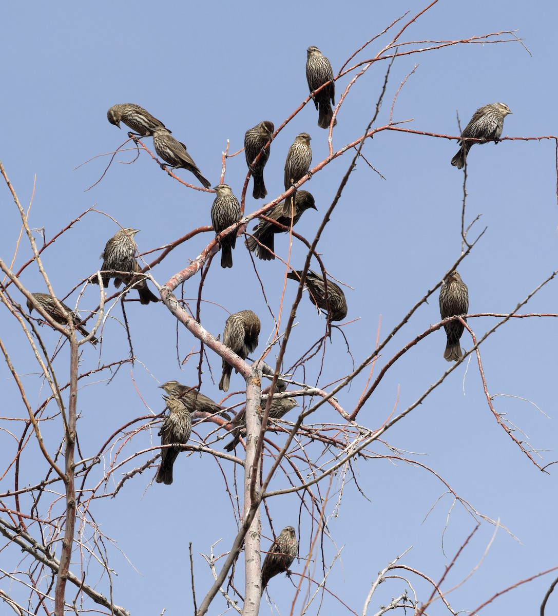 Red-winged Blackbird - ML446301301