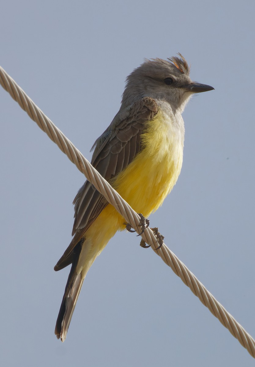 Western Kingbird - ML446301411