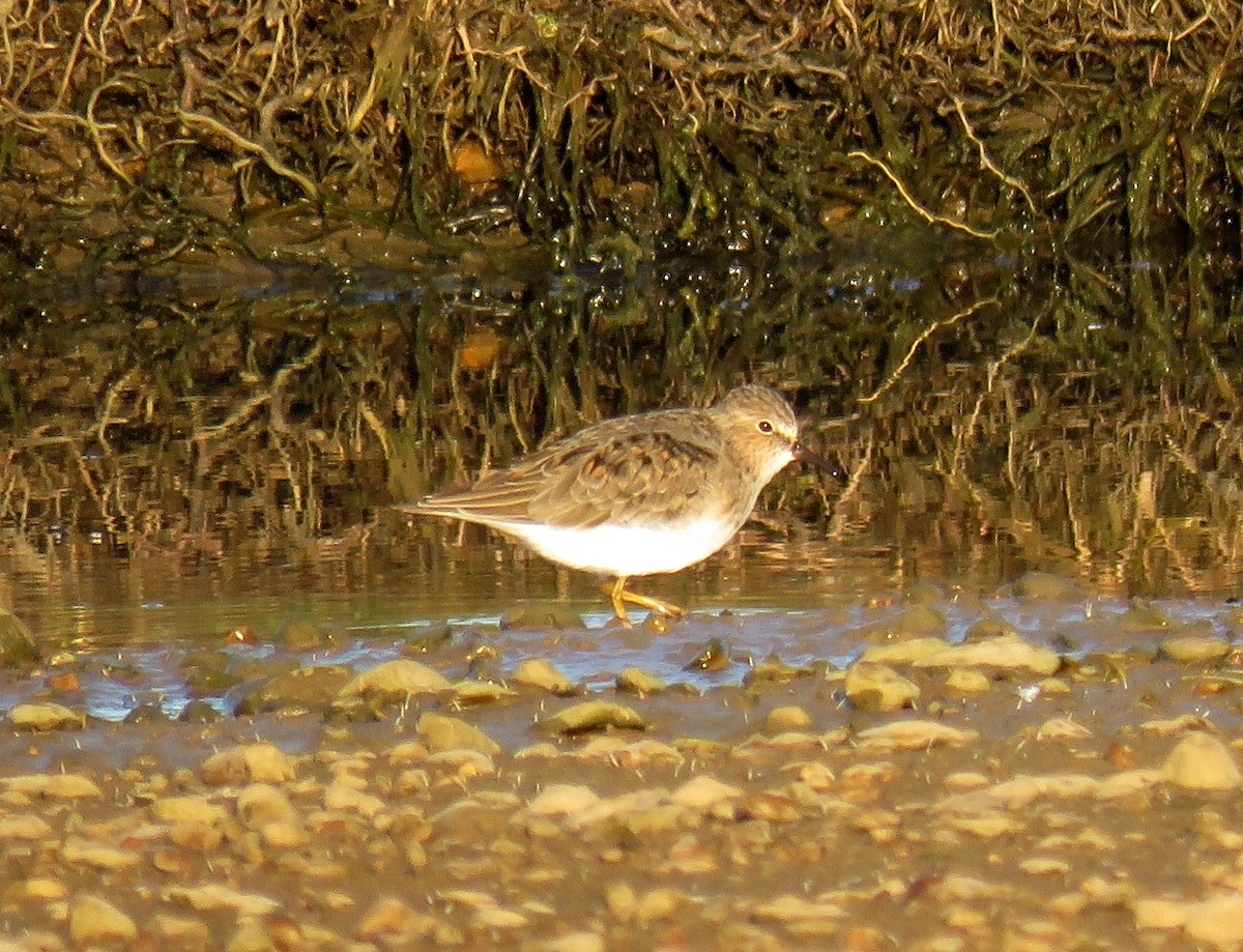 Temminck's Stint - ML446301421