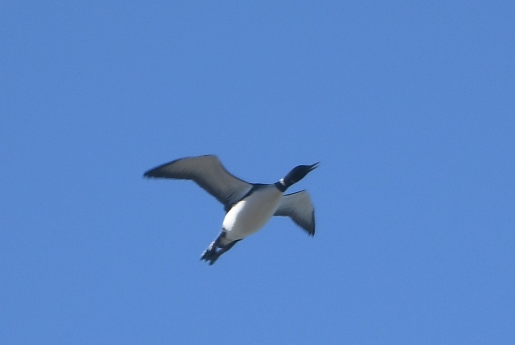 Common Loon - ML446301481