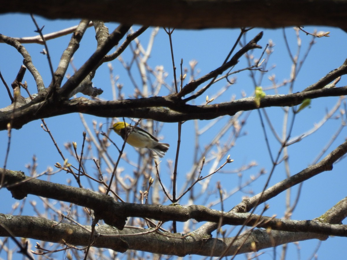 Black-throated Green Warbler - ML446301561