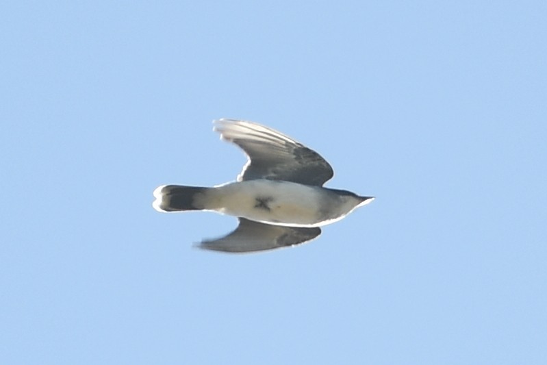 Eastern Kingbird - Isabel Apkarian