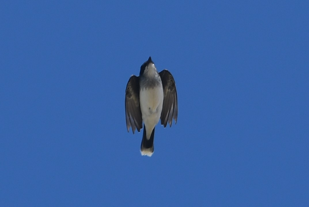 Eastern Kingbird - ML446301811