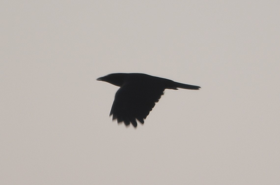 American Crow - ML446302011