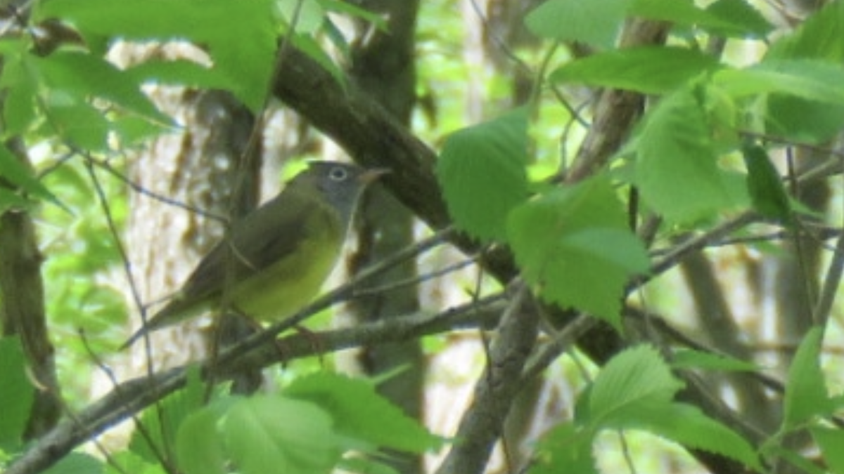 Connecticut Warbler - ML446302151