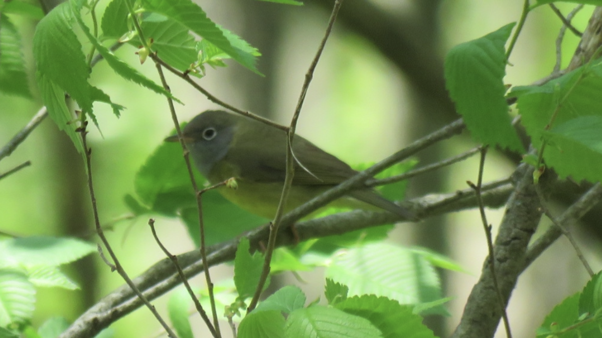 Connecticut Warbler - ML446302161